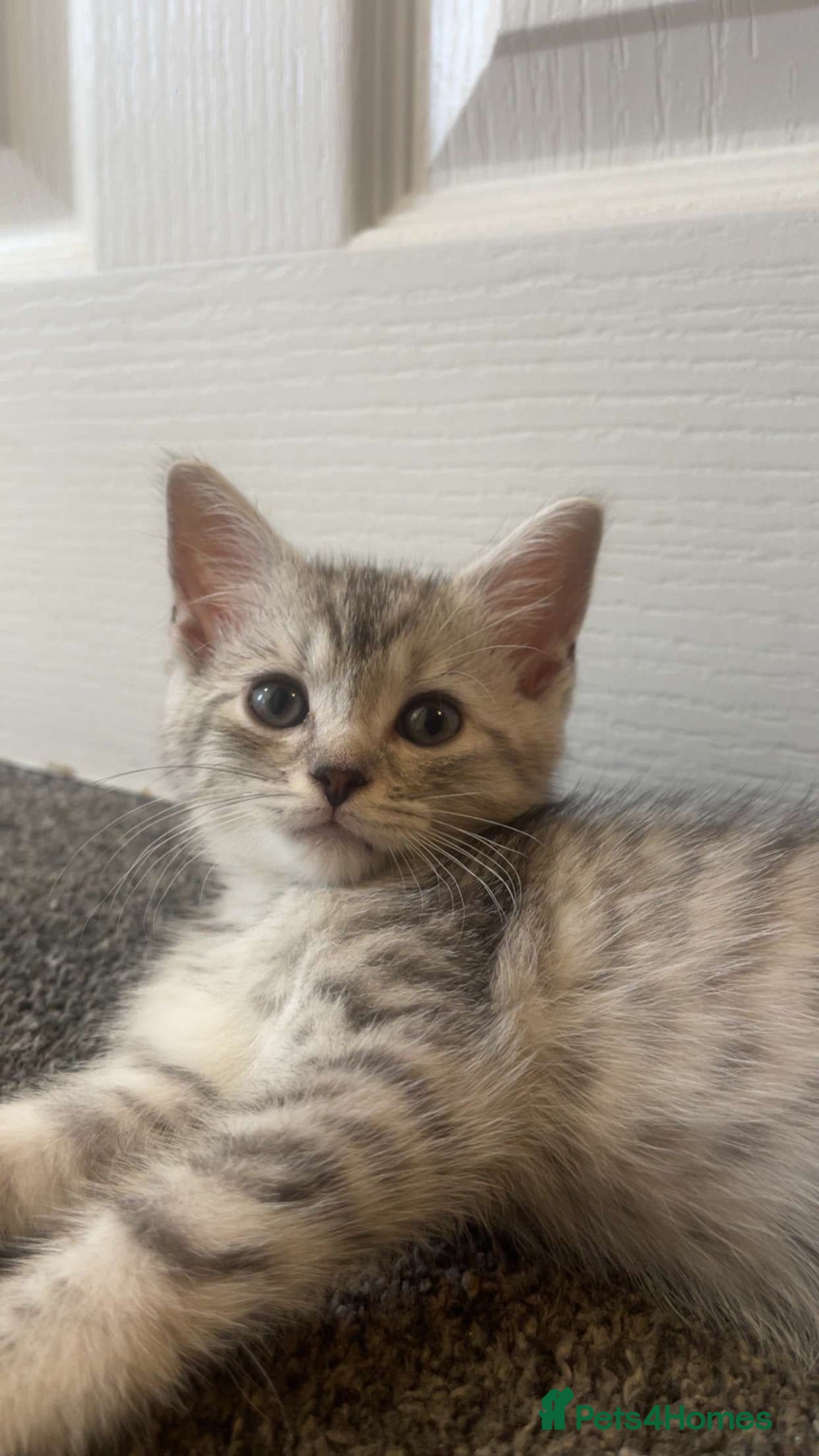 Mixed Breed cats 2 kittens left  looking for their forever homes  - Advert 1