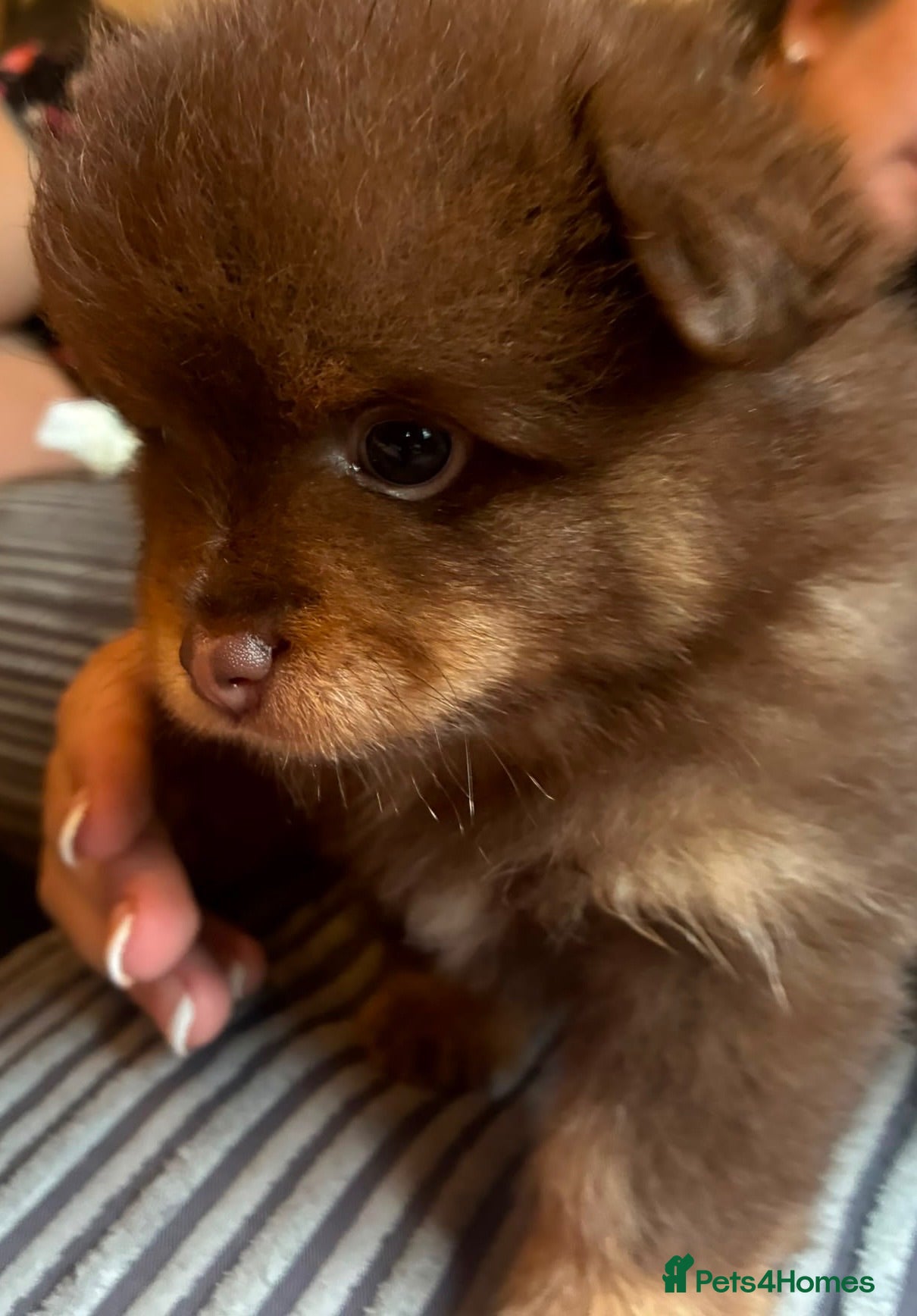 Pomeranian dogs Ready to go in 4-5 weeks X2 boy Poms  - Advert 1