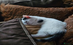 Mixed Breed cats for sale: Kittens - Image 2