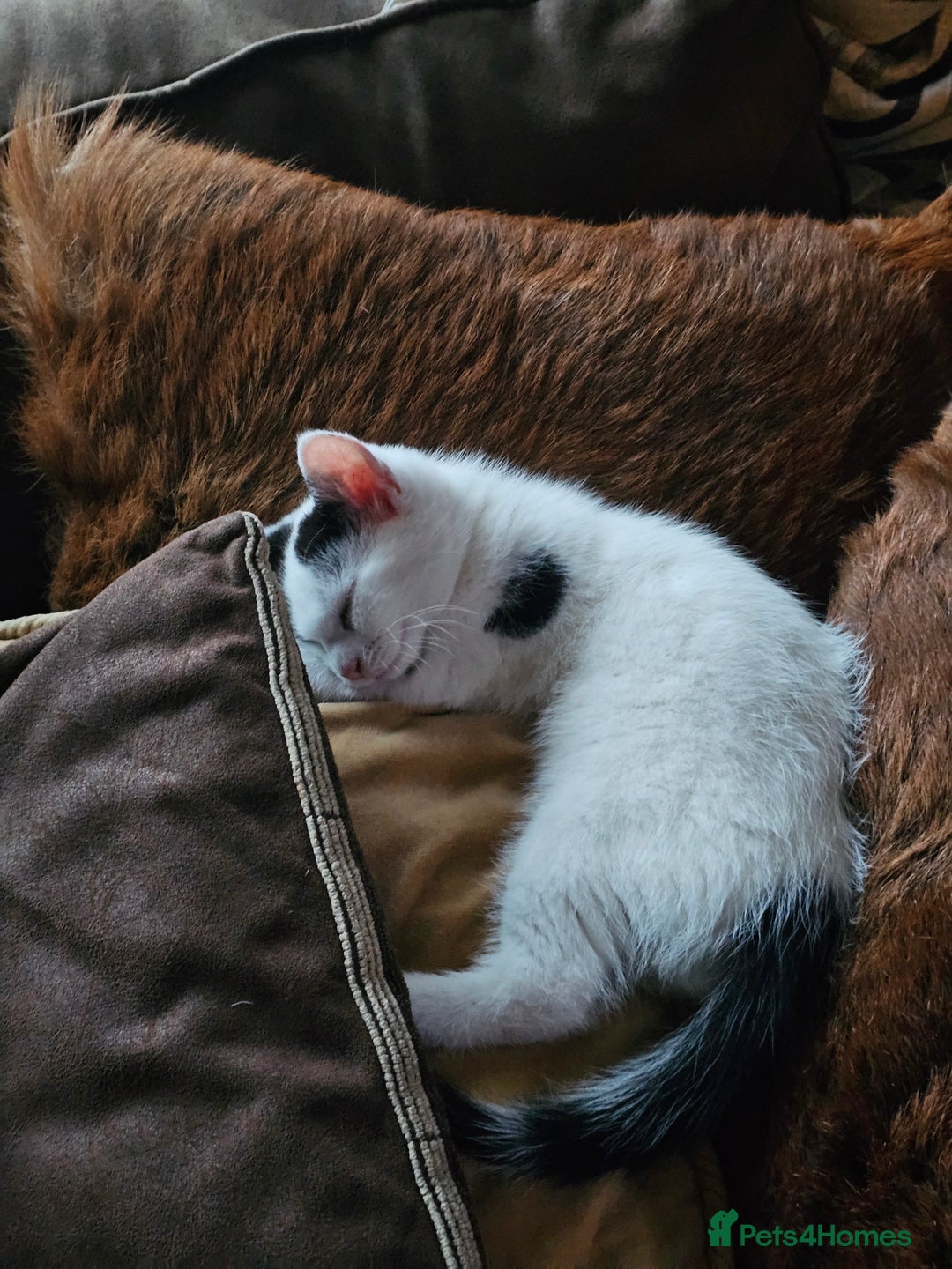 Mixed Breed cats for sale: Kittens - Image 2