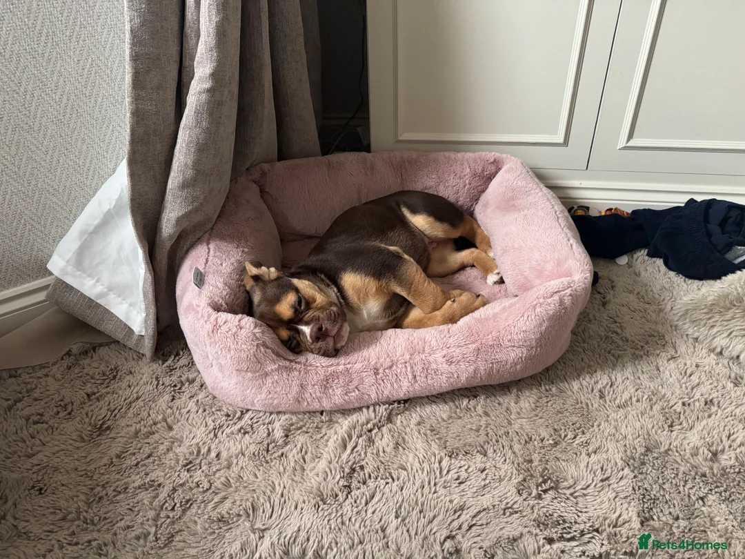 Mixed Breed dogs for sale: English bulldog mix female puppy - Advert 1