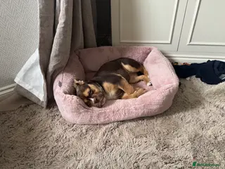 Mixed Breed dogs English bulldog mix female puppy - Advert 11