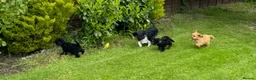 Cavapoo dogs for sale: Healthy comical characters- delightful puppies - Advert 19