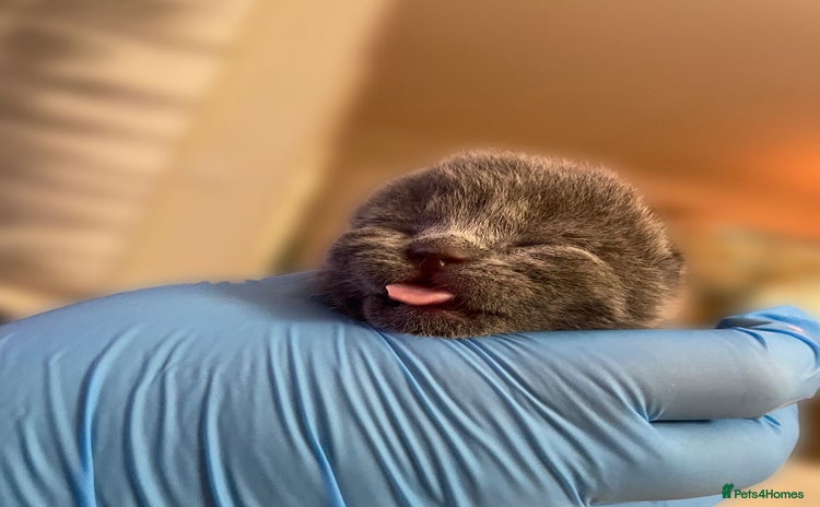 British Shorthair cats - Advert 1