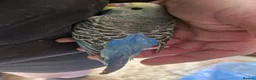 Budgerigars birds for sale: 4 blue chicks and 1 adult male  - Advert 23