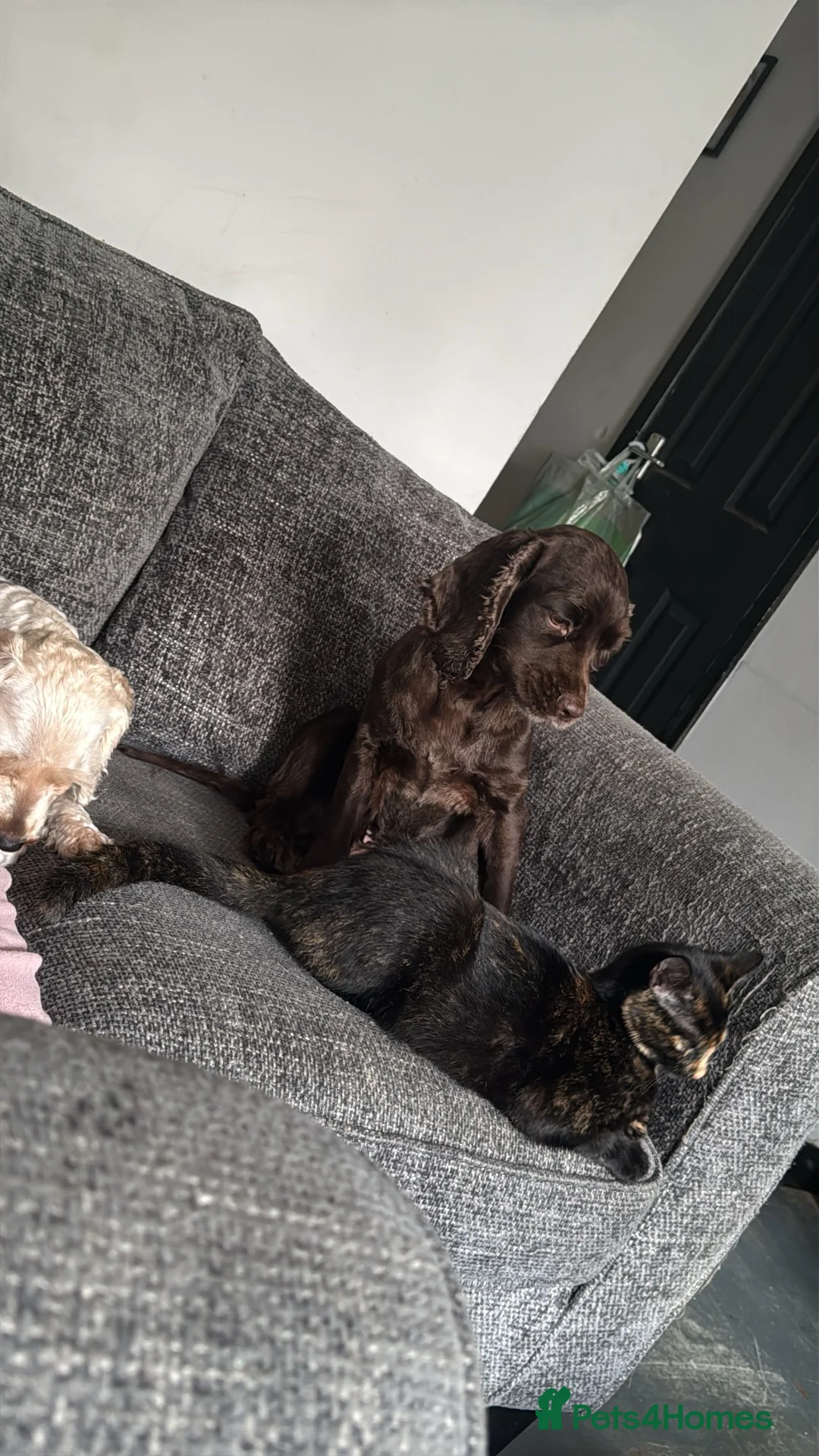 Cocker Spaniel dogs for sale: Cocker spaniel She’s now 5 years old  - Advert 2