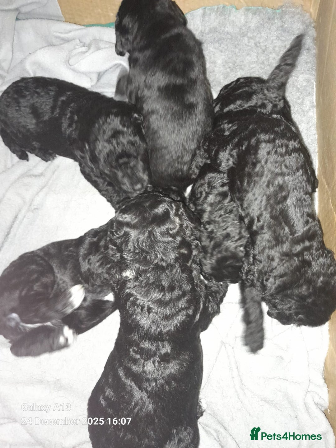 Cockapoo dogs for sale: Black Cockapoos  - Advert 2