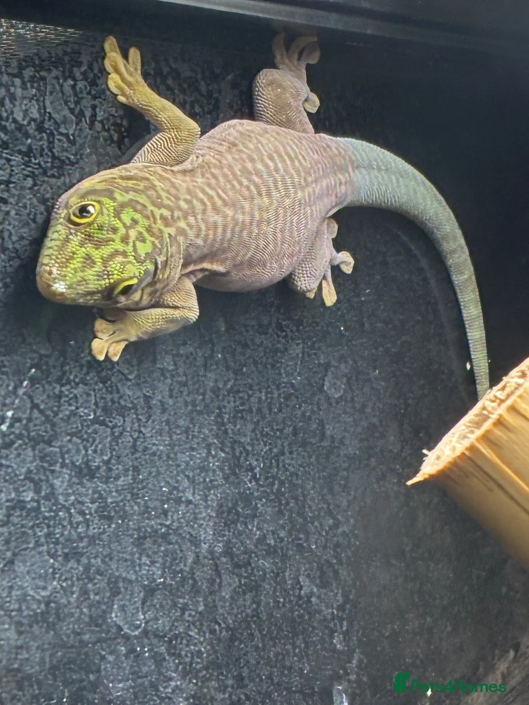 Gecko reptiles for sale: Phelsuma standingi juveniles - Advert 2