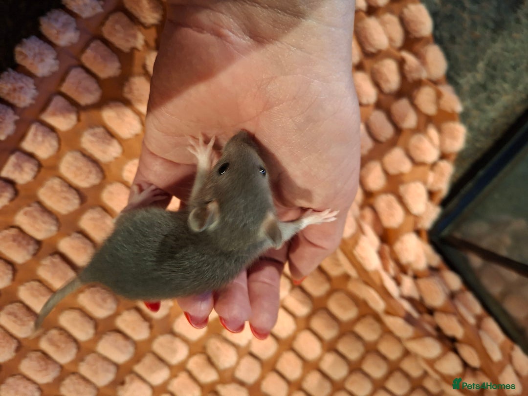 Rat rodents for sale: Fancy baby rats - Image 10