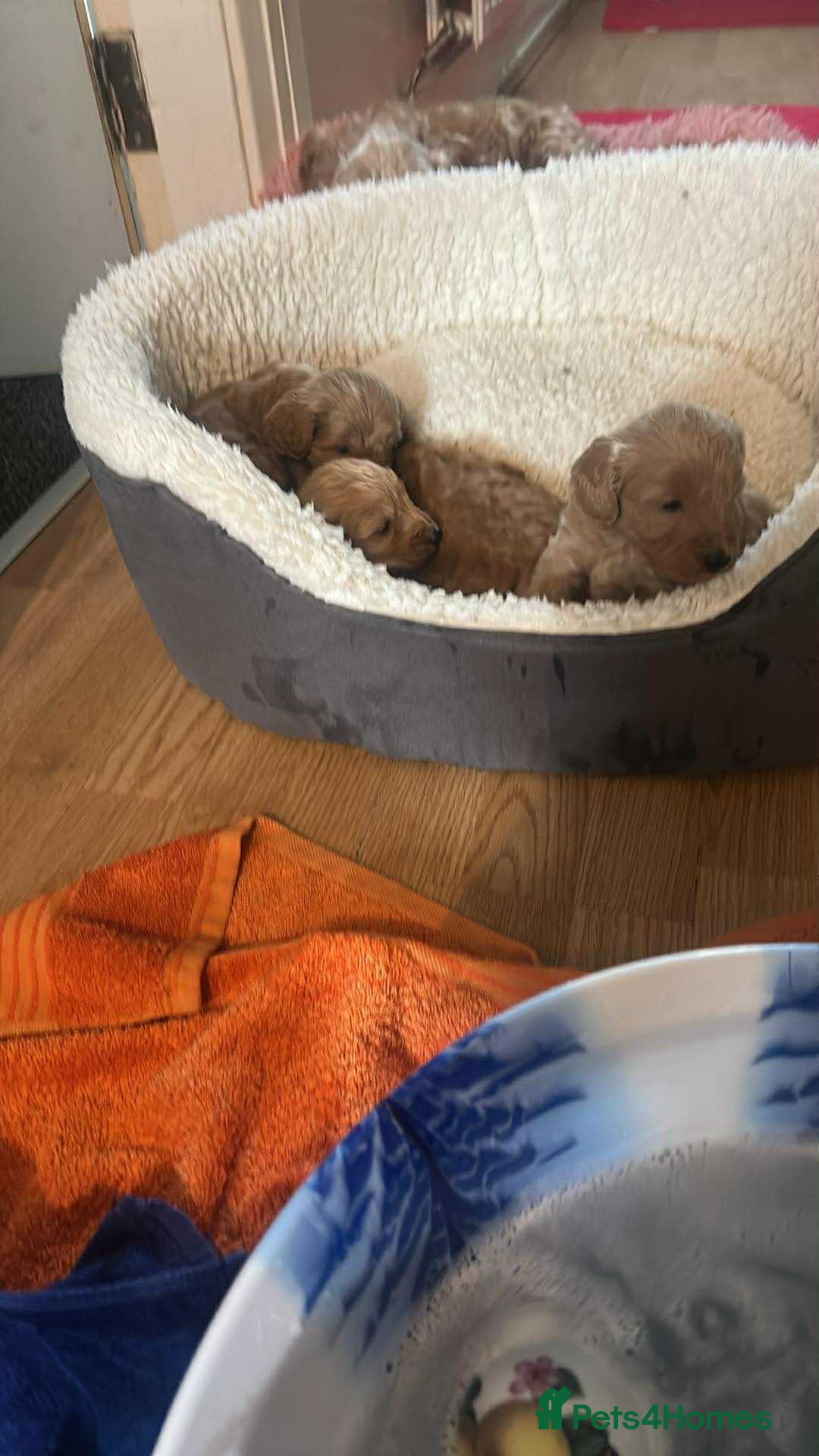 Cockapoo dogs for sale: Puppies  - Image 9