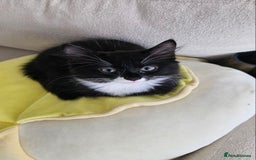Mixed Breed cats for adoption: 4x 10 week rescue kittens waiting for homes - Image 11
