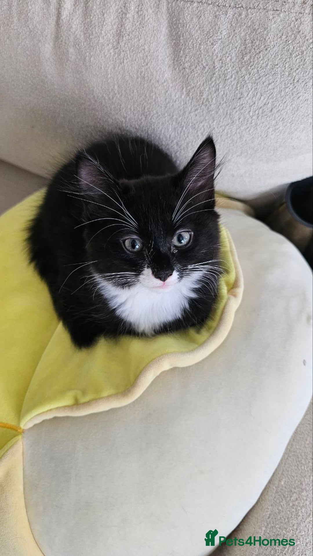 Mixed Breed cats for adoption: 4x 10 week rescue kittens waiting for homes - Image 11