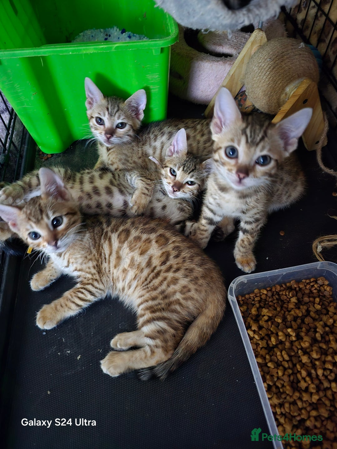 Bengal cats for sale: 4 beautiful bengal kitten  - Image 7