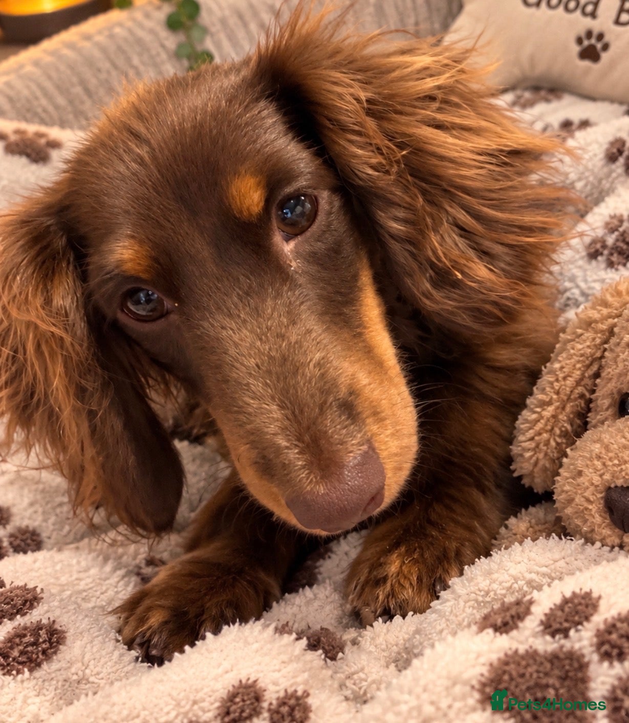 Miniature Dachshund dogs Beautiful fluffy male miniature dachshund  - Advert 6