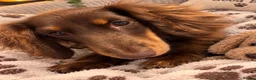 Miniature Dachshund dogs for sale: Beautiful fluffy male miniature dachshund  - Advert 1