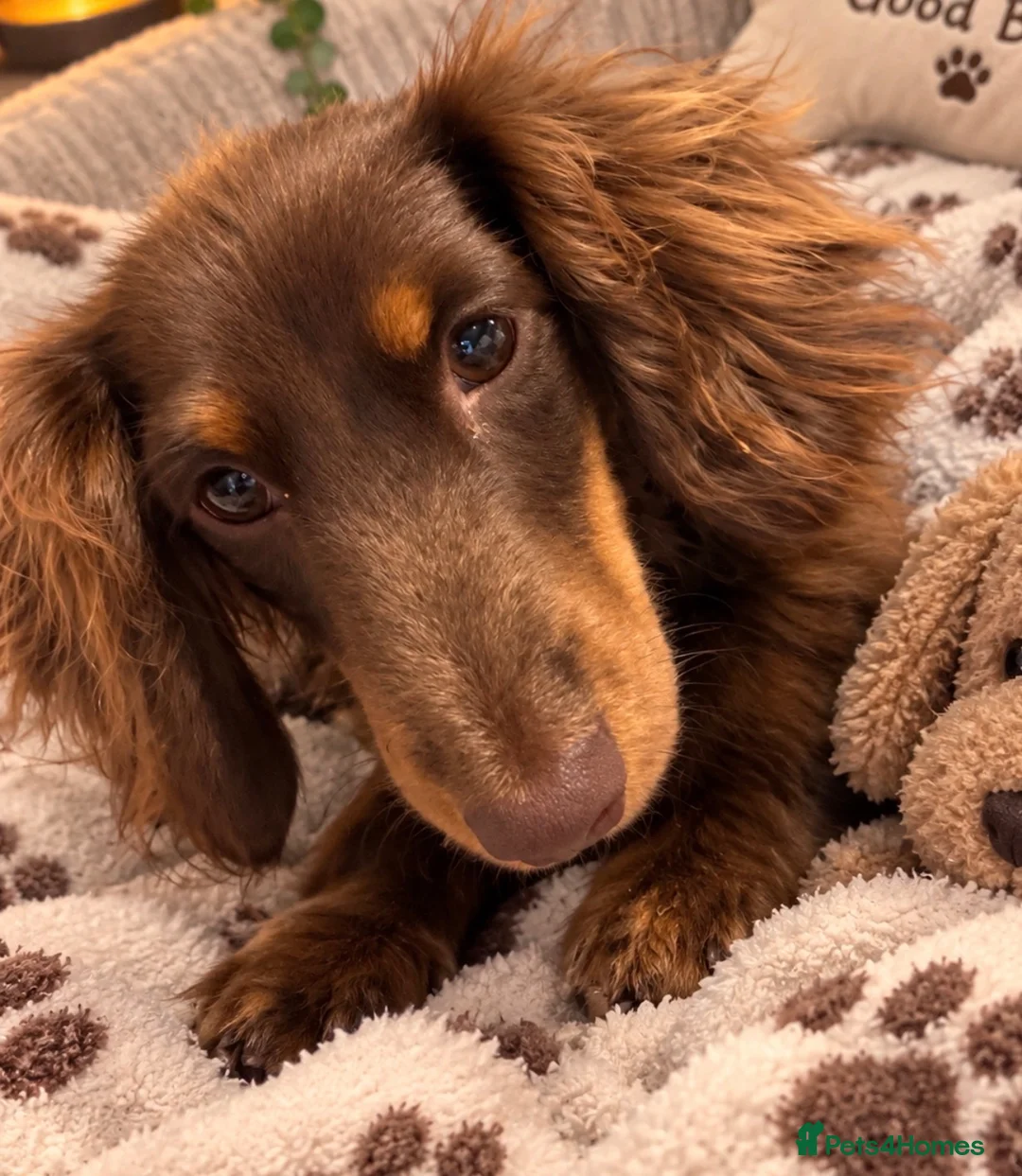 Miniature Dachshund dogs for sale: Beautiful fluffy male miniature dachshund  - Advert 1