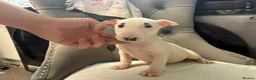 English Bull Terrier dogs for sale: Two beautiful English bull terrier puppies  - Advert 9