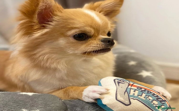 Chihuahua dogs - Advert 3