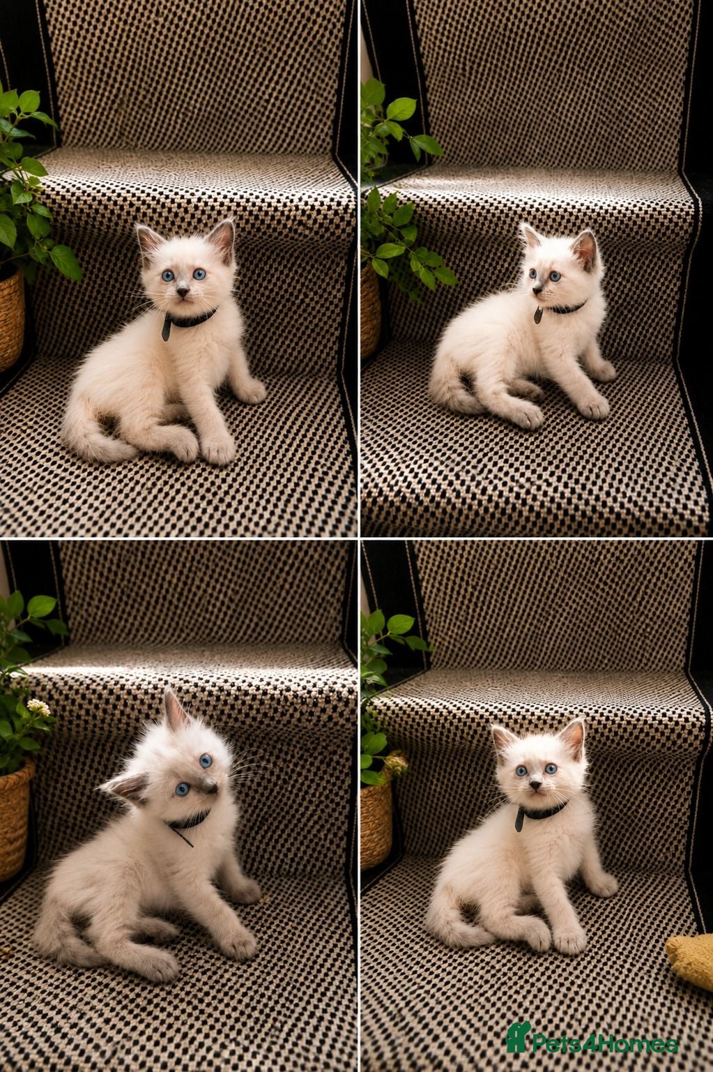Ragdoll cats Beautiful Ragdoll kittens  - Advert 2