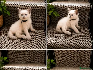 Ragdoll cats Beautiful Ragdoll kittens - Advert 2