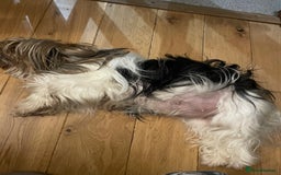 Biewer Terrier dogs for sale: Beautiful Biewer Terrier Pups - Image 2