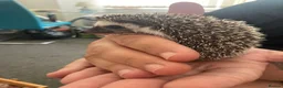 Pygmy Hedgehog rodents for sale: African Pygmy Hedgehog's (Ready to go!) (One left) - Advert 3