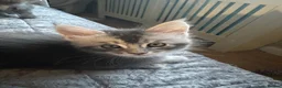 Maine Coon cats for sale: Maine Coon kittens in Boston - Advert 11