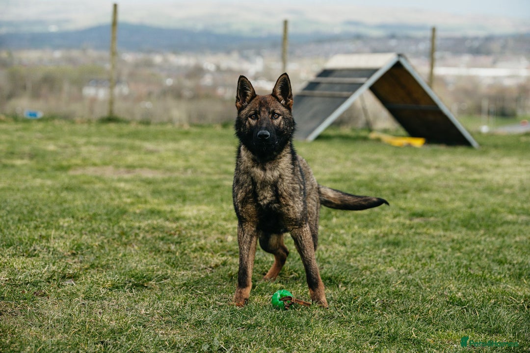 German Shepherd dogs for sale: Beautiful Female Czech German shepherd  - Advert 2