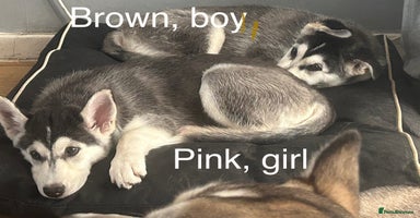 Siberian Husky dogs - Advert 9