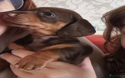 Miniature Dachshund dogs for sale: Chocolate and tan Mario needs a home - Image 3