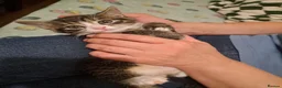 Mixed Breed cats for sale: Gorgeous kittens for sale - Advert 19