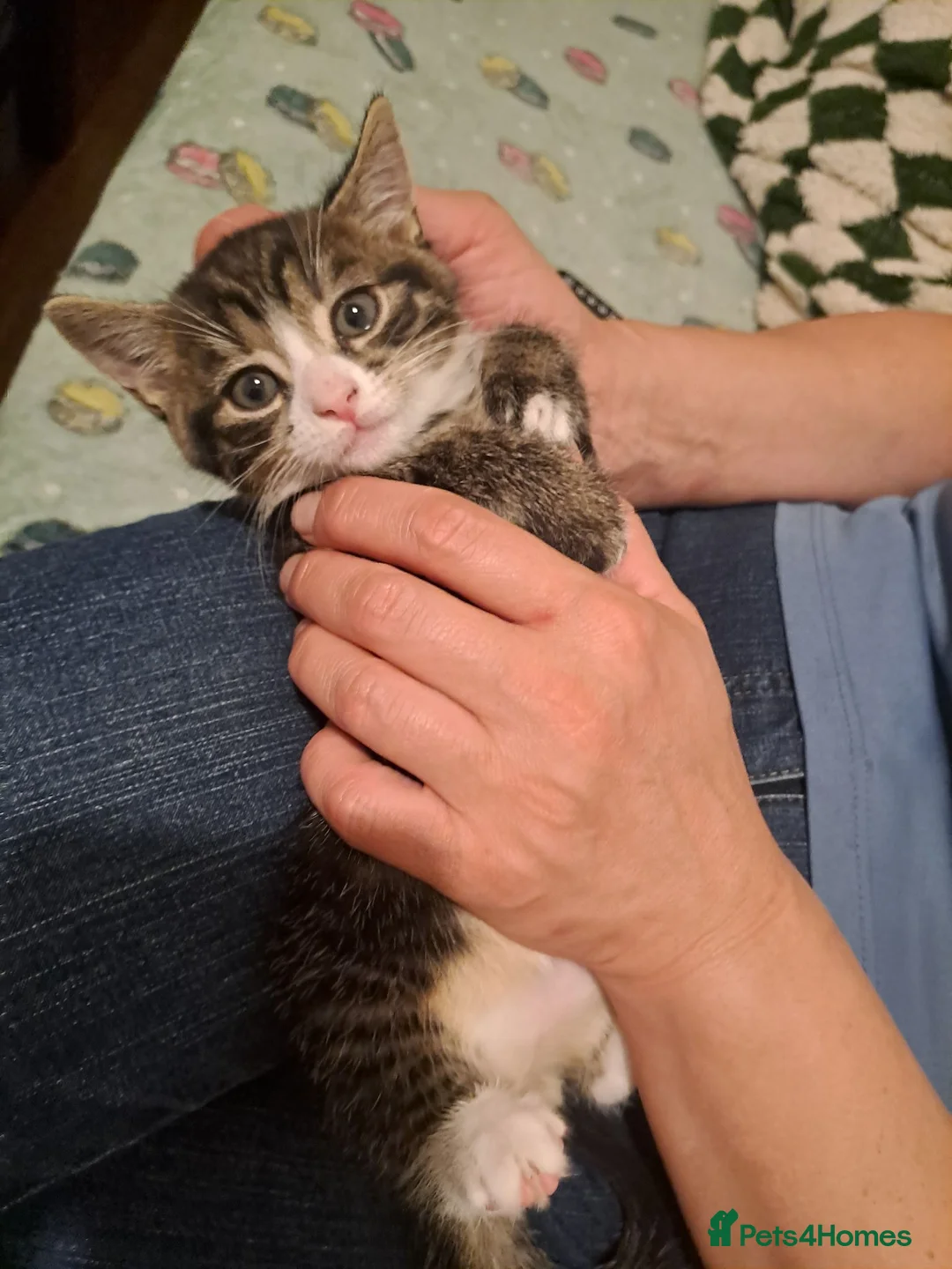 Mixed Breed cats for sale: Gorgeous kittens for sale - Advert 19