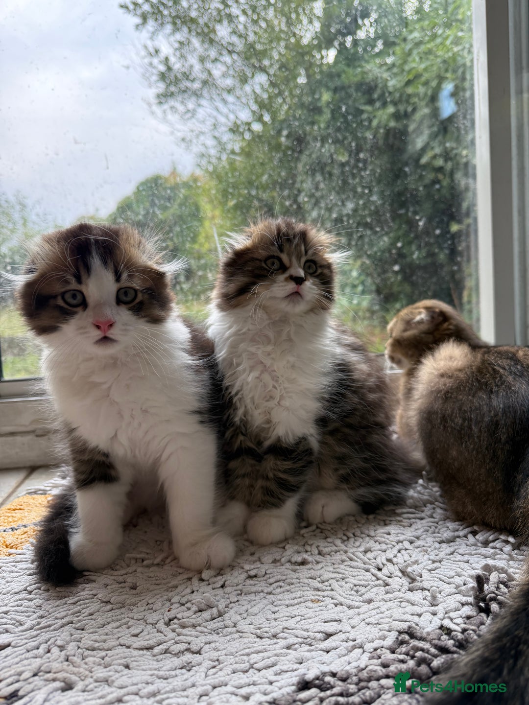 Scottish Fold cats for sale: Two beautiful kittens with mother - Image 6