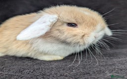 Mini Lop rabbits for sale: ❤️🐰Mini lop bunnies🐰❤️ - Image 7