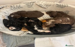 Cavapoo dogs for sale: Beautiful cavapoo puppies  - Image 5