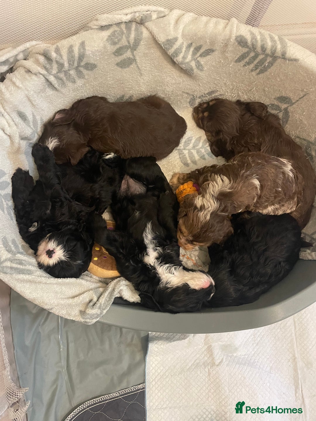 Cavapoo dogs for sale: Beautiful cavapoo puppies  - Image 5