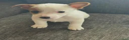 Jack Russell dogs for sale: Traditional Jack Russell puppies  in Bradford - Advert 10