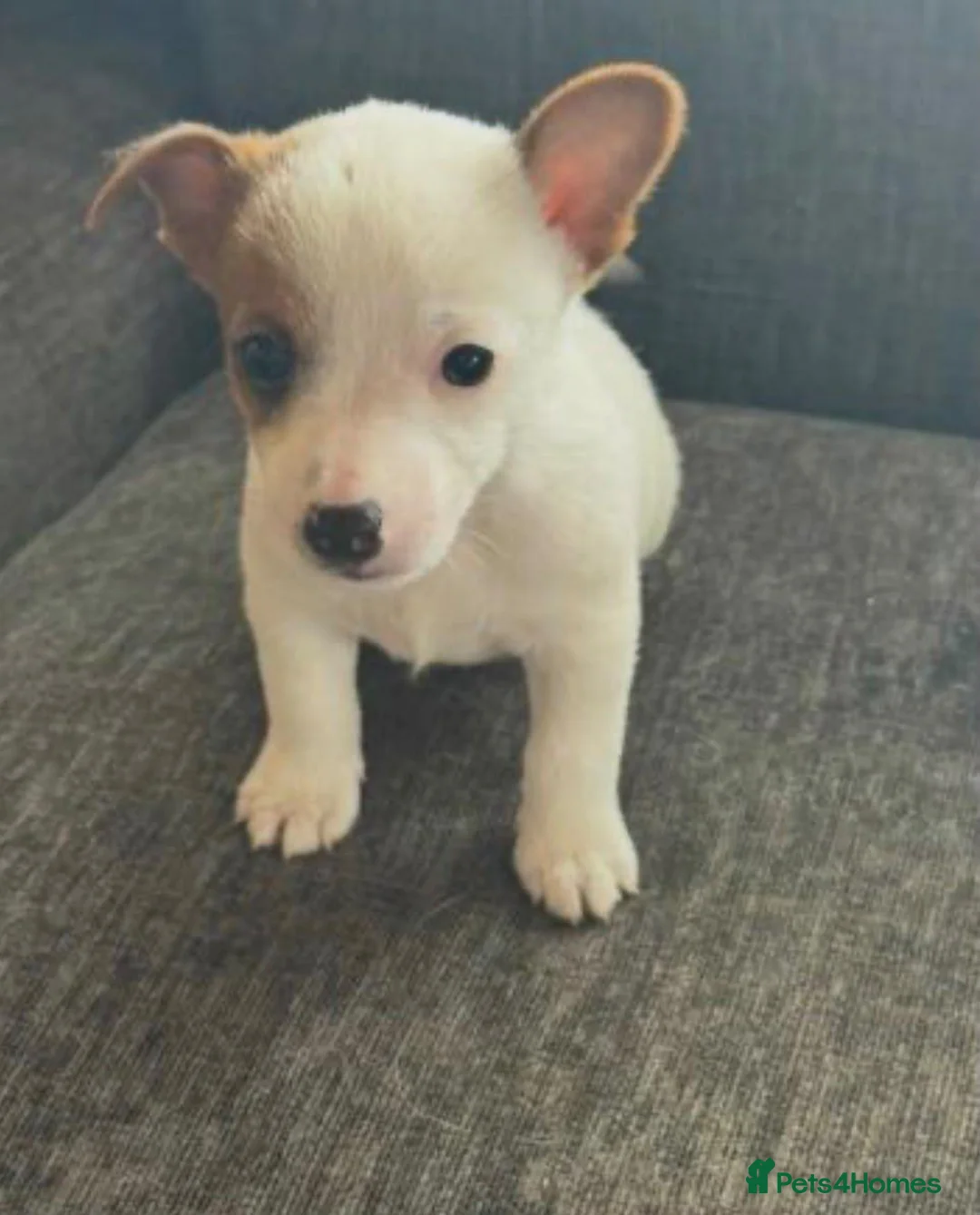 Jack Russell dogs for sale: Traditional Jack Russell puppies  in Bradford - Advert 10