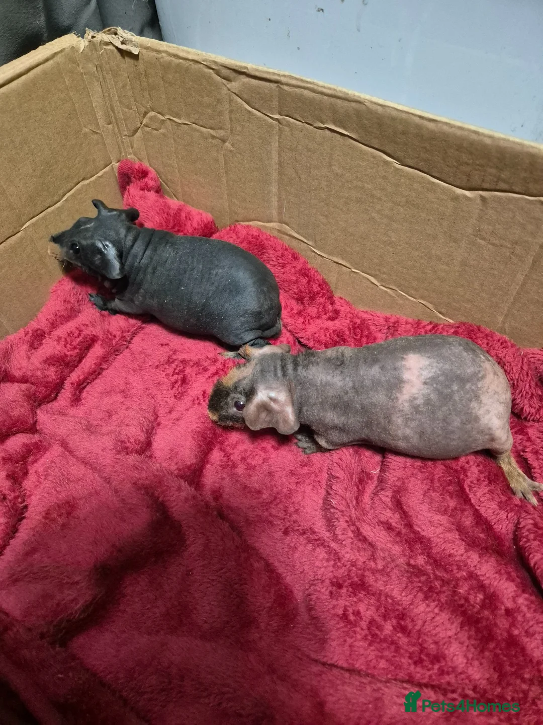 Guinea Pig rodents for sale: Pair of Baby Male Skinny Pigs For Sale  - Advert 1