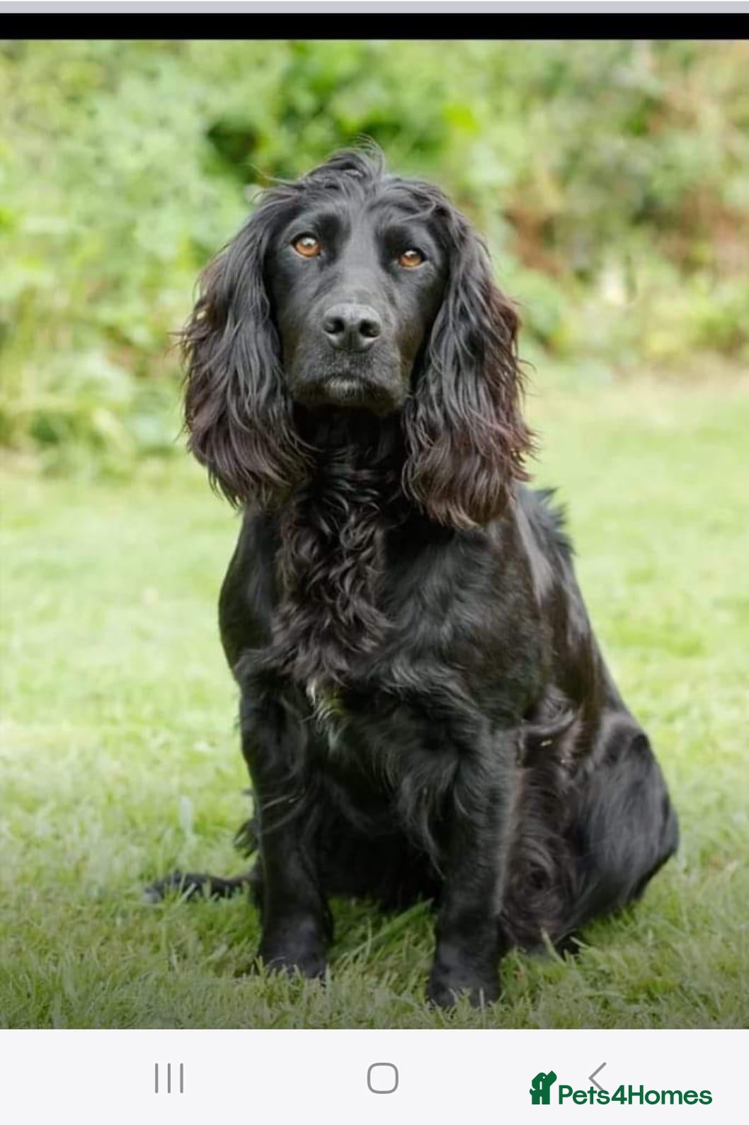 Cocker Spaniel dogs Cocker Spaniels for Sale - Advert 1