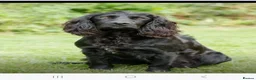 Cocker Spaniel dogs for sale: Cocker Spaniels for Sale - Advert 1