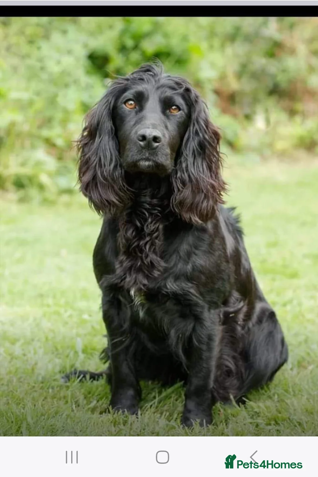 Cocker Spaniel dogs for sale: Cocker Spaniels for Sale - Advert 1