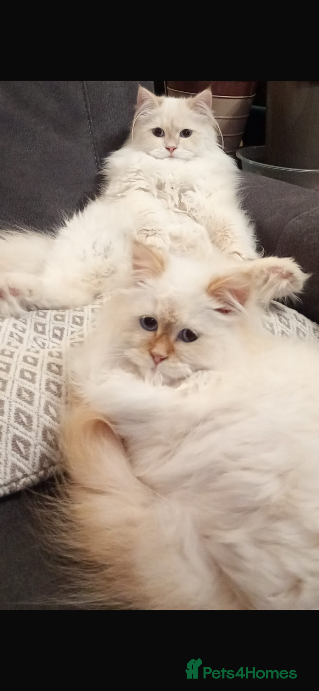 Siberian cats for sale: Beautiful ginger pure Siberian male for sale - Advert 7