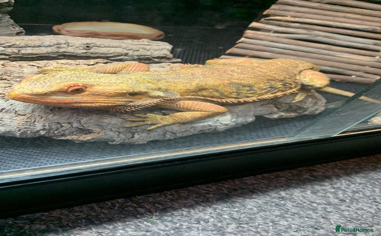 Bearded Dragon reptiles - Advert 2