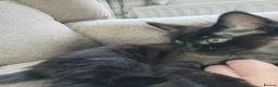 Maine Coon cats for sale: Maincoon kittens in Durham - Advert 5