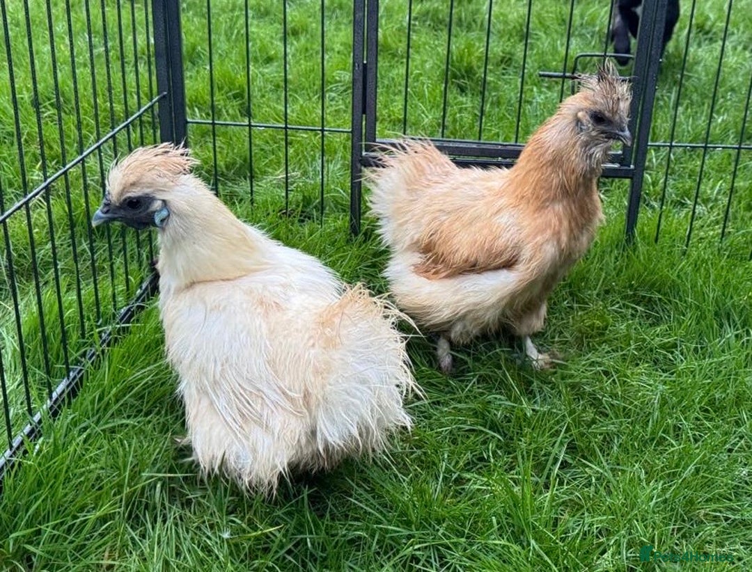 Chickens poultry for sale: Silkie chickens - Advert 2