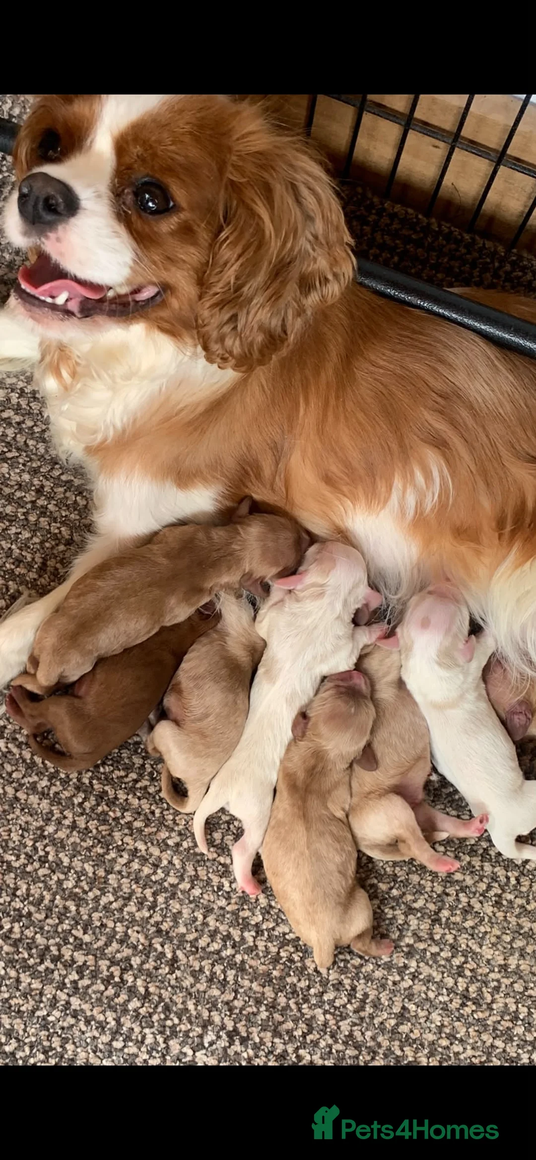 Cockalier dogs for sale: Cockalier puppies - health tested parents - Advert 14