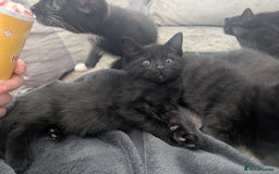 Mixed Breed cats for sale: Stunning black and ghost/black tabby kittens - Image 1