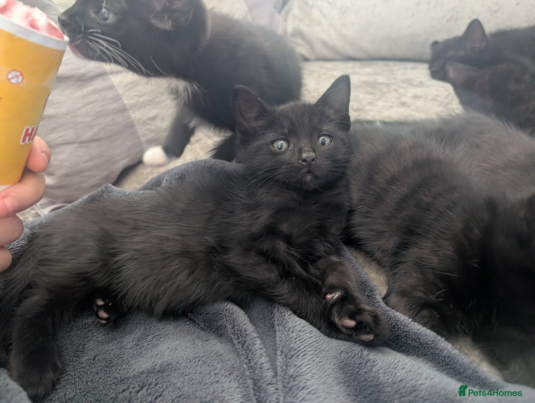Mixed Breed cats for sale: Stunning black and ghost/black tabby kittens - Image 1