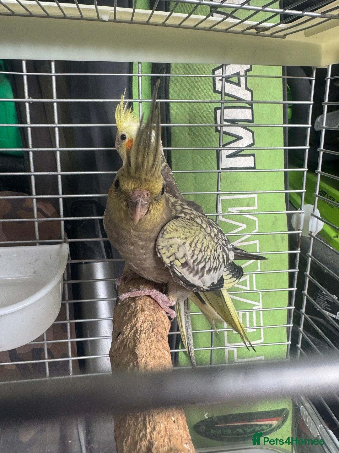 Cockatiels birds for sale: Baby cockatiels  - Image 2